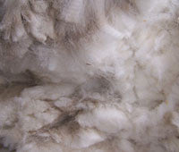 Raw Fleece